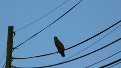 Buteo buteo buteo