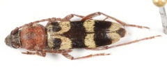 Chlorophorus trifasciatus