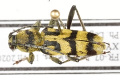 Chlorophorus varius