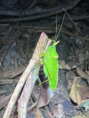 Copiphora rhinoceros