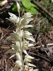 Cephalanthera austiniae