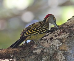 Melanerpes striatus