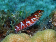 Malacoctenus triangulatus