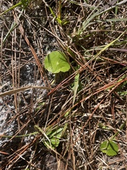 Hydrocotyle bonariensis