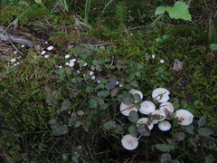 Mycena laevigata