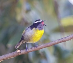 Coereba flaveola bananivora