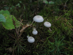 Mycena laevigata