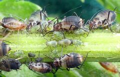 Metopeurum fuscoviride