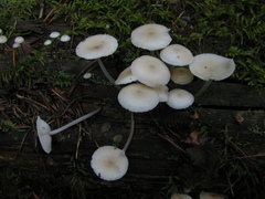 Mycena laevigata
