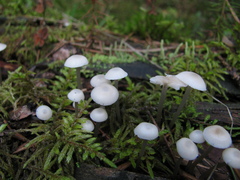 Mycena laevigata