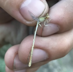 Platycnemis dealbata