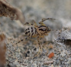 Scytodes velutina