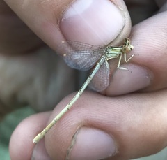 Platycnemis dealbata