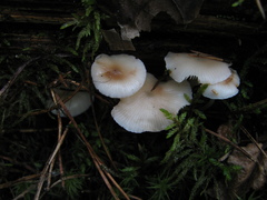 Mycena laevigata