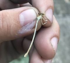Platycnemis dealbata