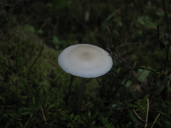 Mycena laevigata