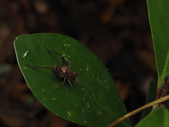 Macropathinae