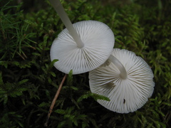 Mycena laevigata
