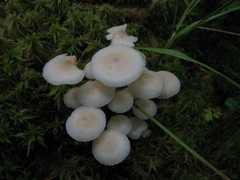 Mycena laevigata