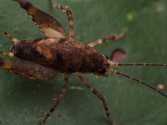 Macropathinae