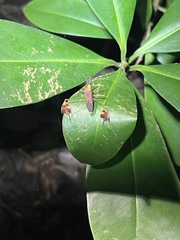 Anisoscelis podalicus