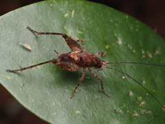 Macropathinae