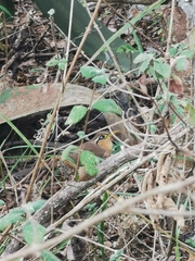 Morococcyx erythropygus