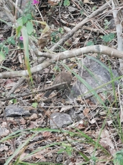 Morococcyx erythropygus