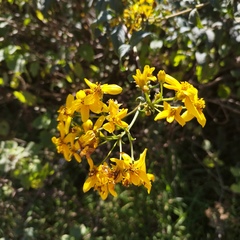 Electranthera mutica