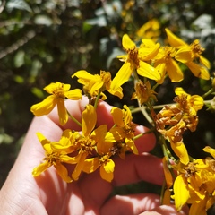 Electranthera mutica