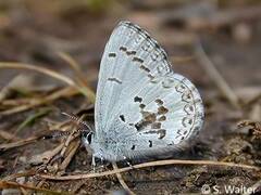 Celastrina ladon