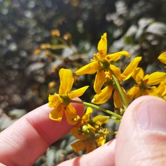 Electranthera mutica