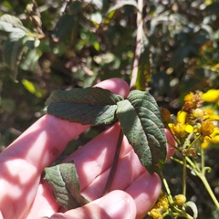 Electranthera mutica