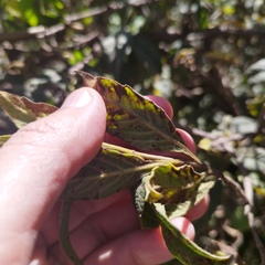 Electranthera mutica