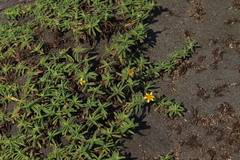 Pectis multiflosculosa