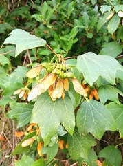 Acer obtusifolium