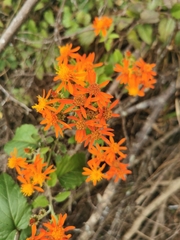 Pseudogynoxys chenopodioides