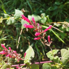 Salvia wagneriana