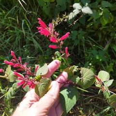 Salvia wagneriana