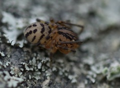 Scytodes velutina