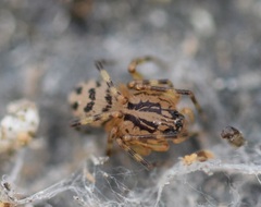 Scytodes velutina