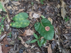 Dorstenia cayapia paraguariensis