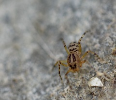 Scytodes velutina