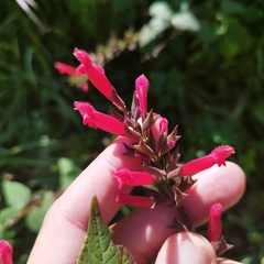 Salvia wagneriana
