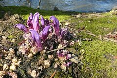 Lathraea clandestina