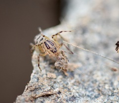 Scytodes velutina