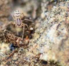 Scytodes velutina