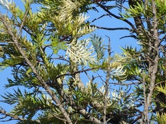 Grevillea robusta