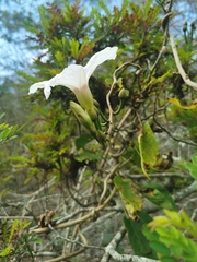 Ipomoea pauciflora