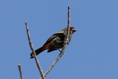 Melopyrrha violacea